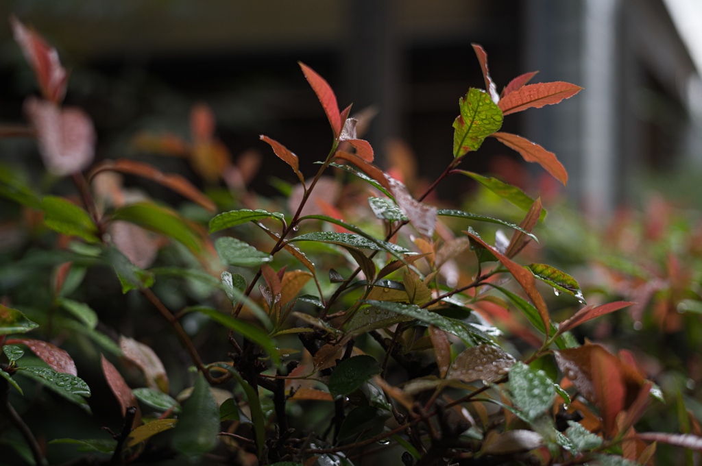 雨の中で