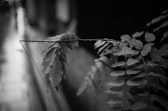 連雫