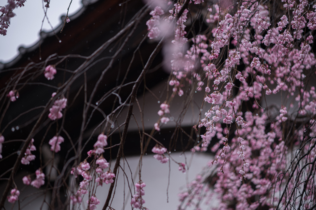 桜と雨