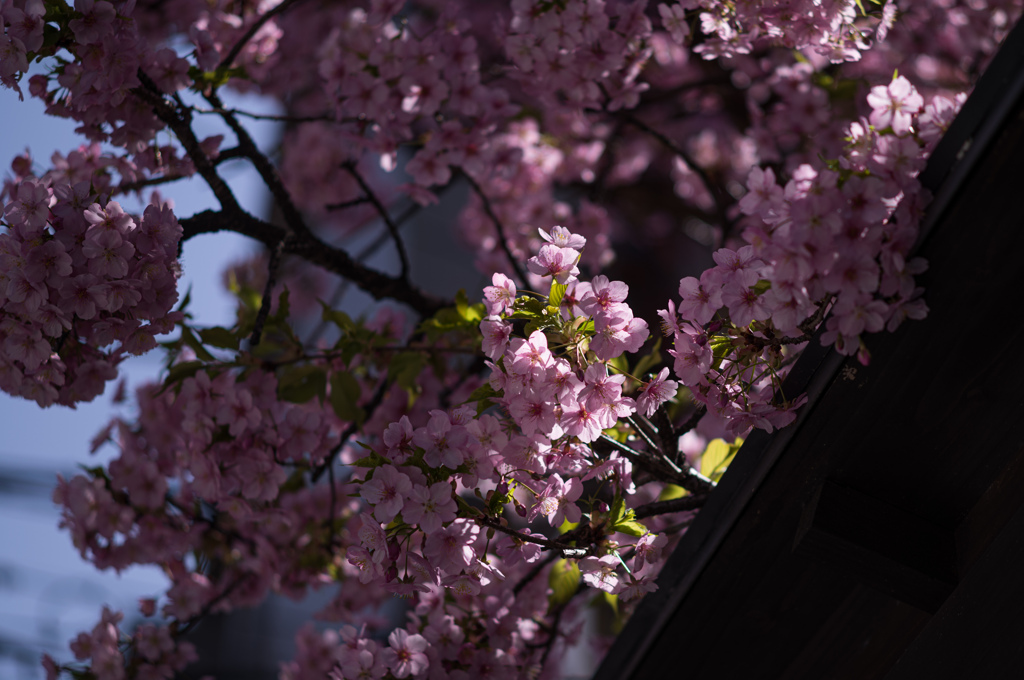 紅桜