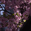 紅桜