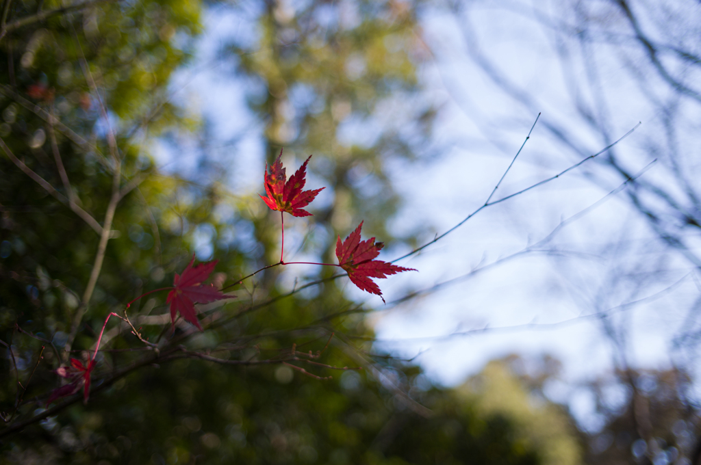 京都妙心寺　退蔵院　14