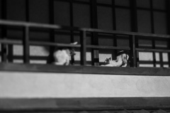 ねこ
