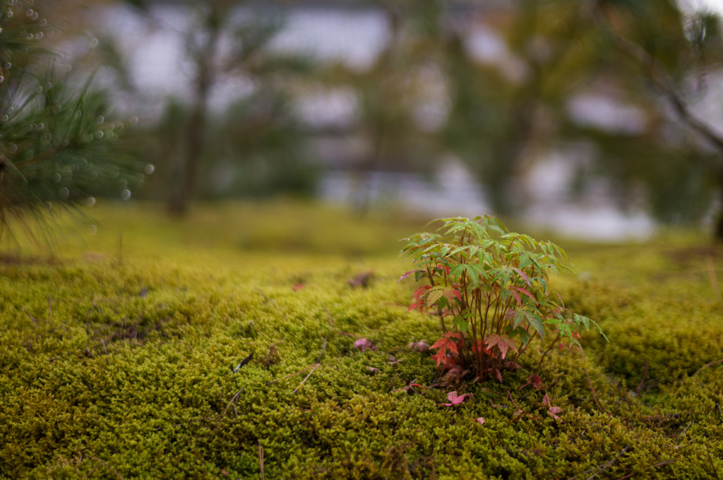 苔と紅葉