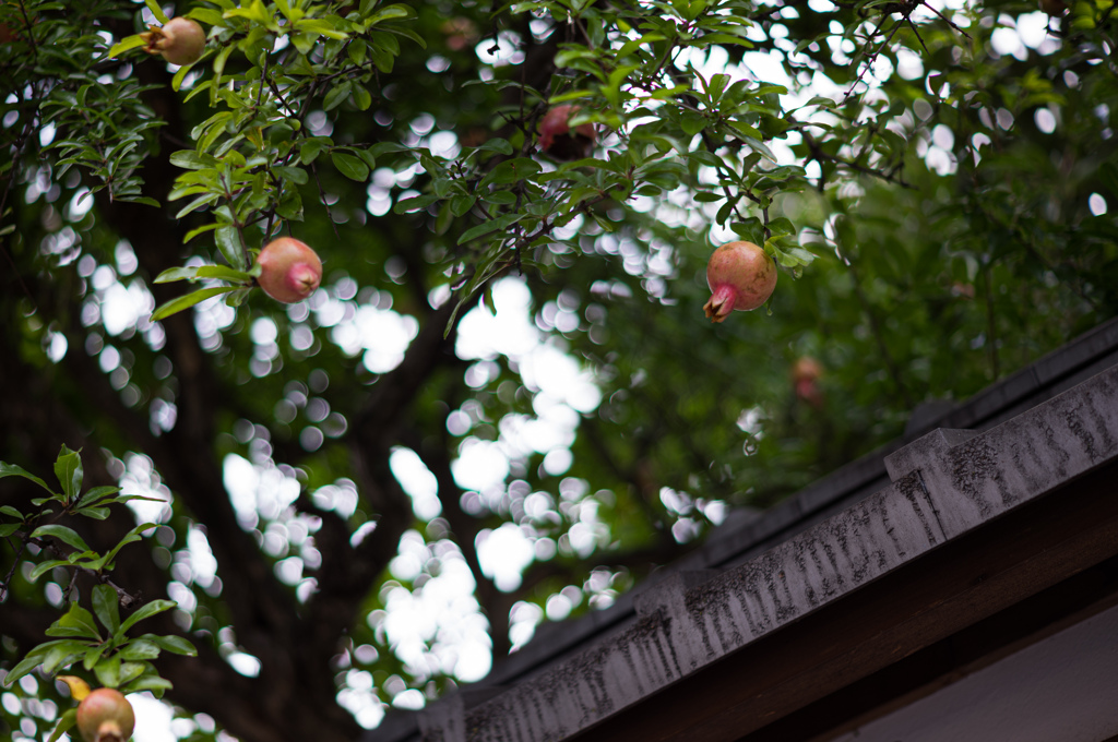 レンズお試しフォト　３