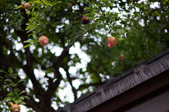 レンズお試しフォト　３