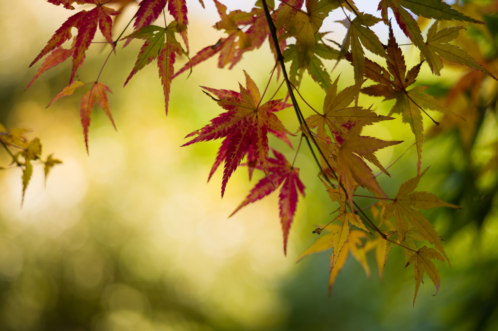 京都嵯峨の紅葉　4