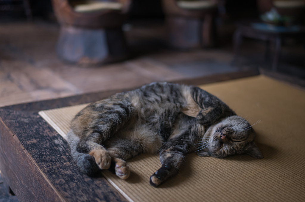 河井寬次郎記念館 留守番猫　6