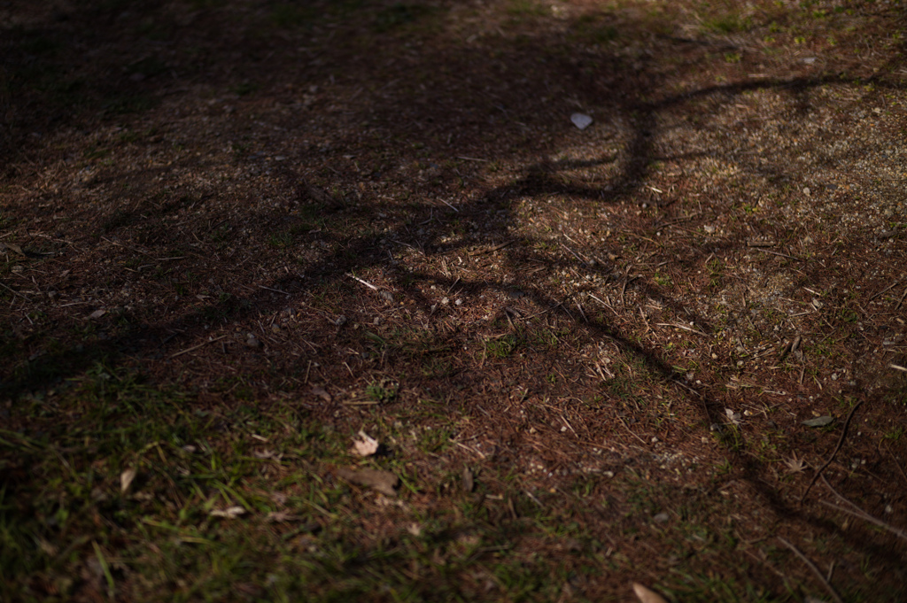 京都植物園　22