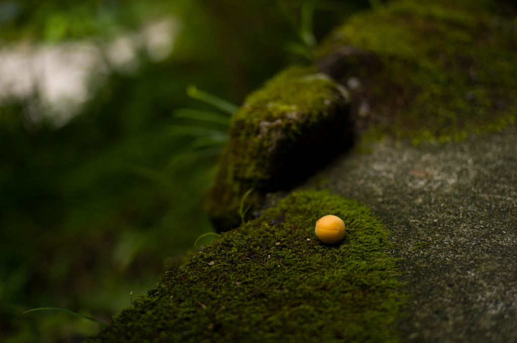 大原の風景　苔と梅