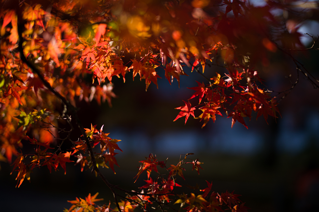 京都南禅寺　紅葉16