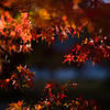 京都南禅寺　紅葉16