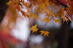 京都天龍寺　紅葉9