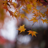 京都天龍寺　紅葉9
