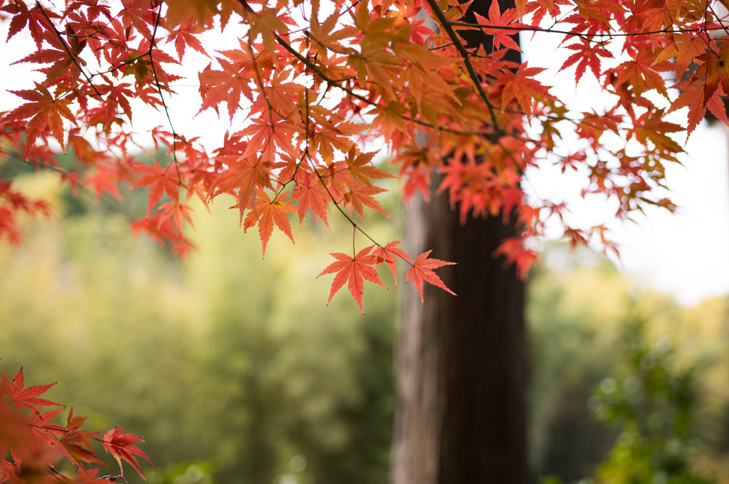 圓光寺　紅葉　22