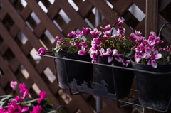 京都植物園　14