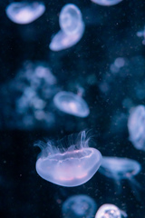 暑いので水族館へ 5