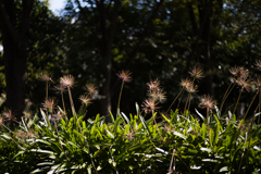 鶴見緑地公園　5