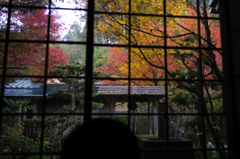 圓光寺　紅葉　3