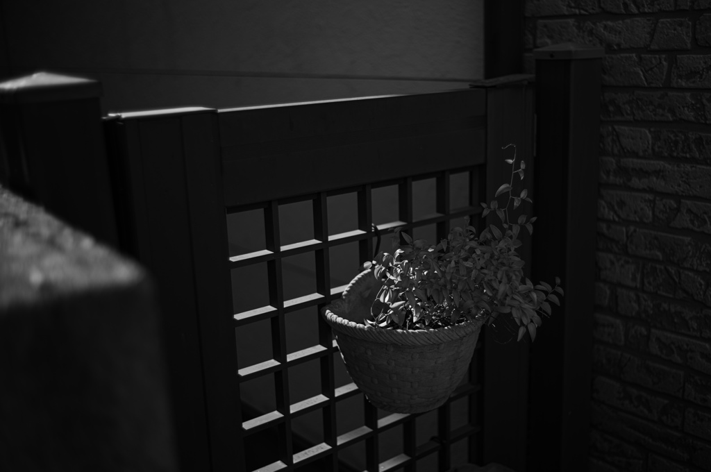 柵の緑
