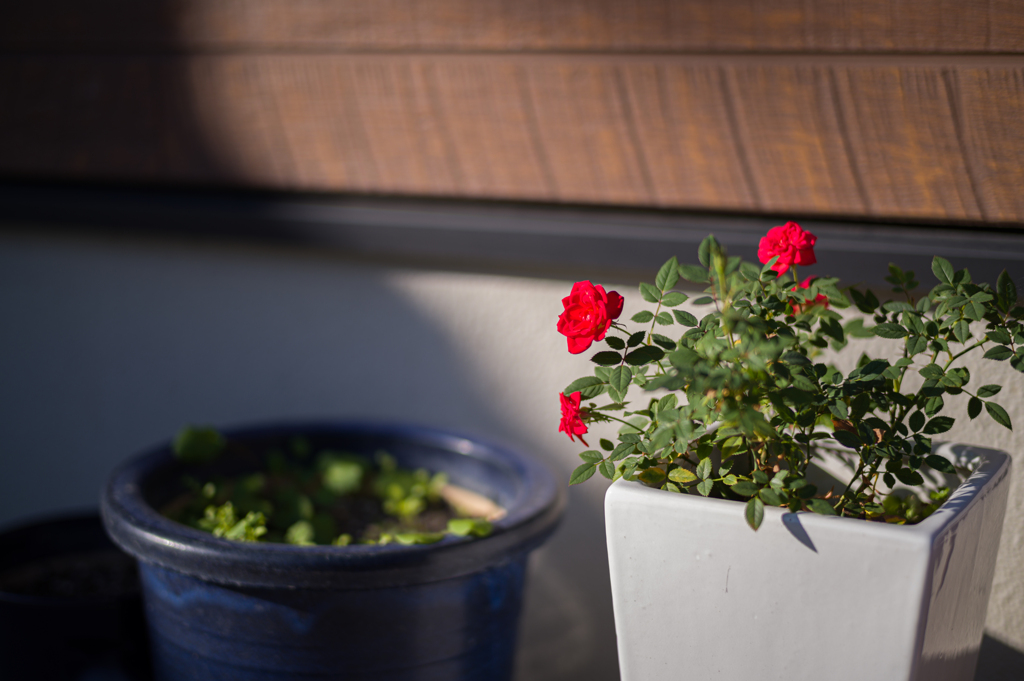 朝日の中の赤い薔薇