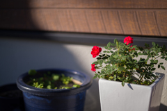 朝日の中の赤い薔薇