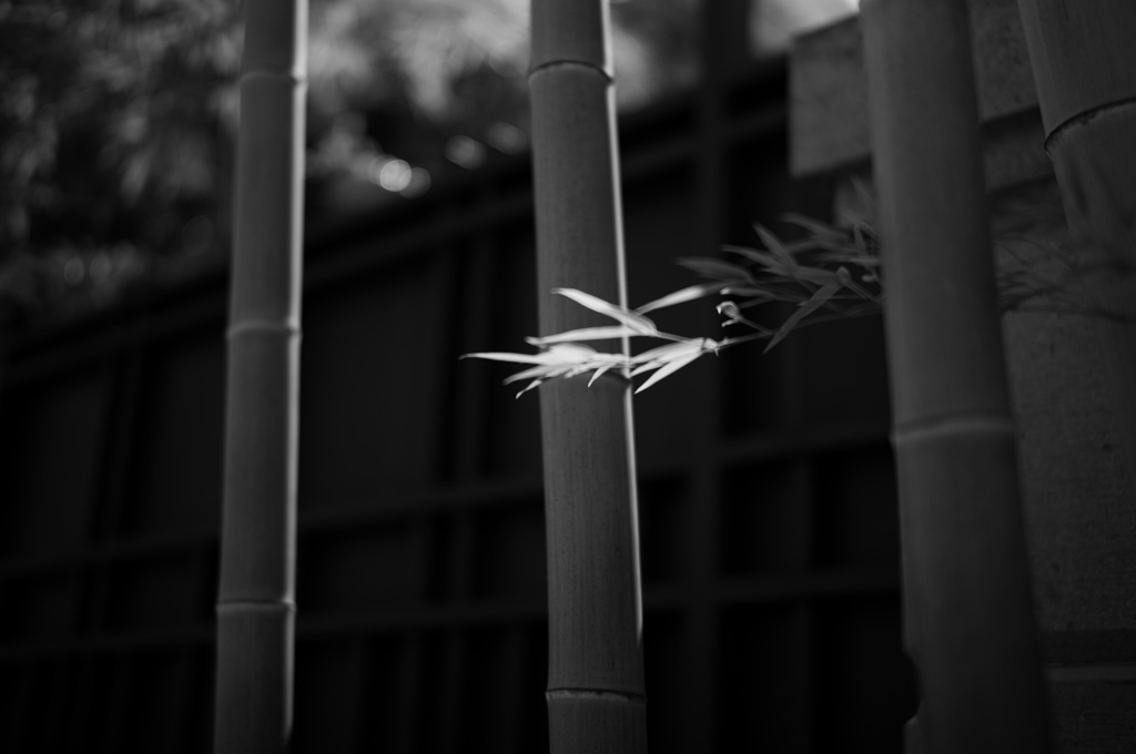 竹の静寂