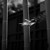 竹の静寂
