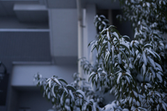 雪の朝　1