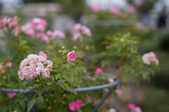 中之島バラ公園　3