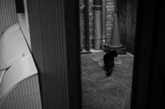 黒猫