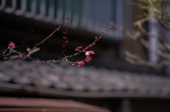 梅咲