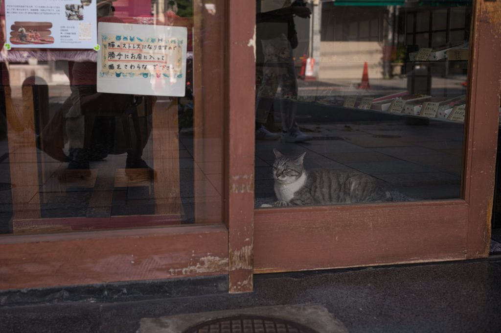 お留守番猫2