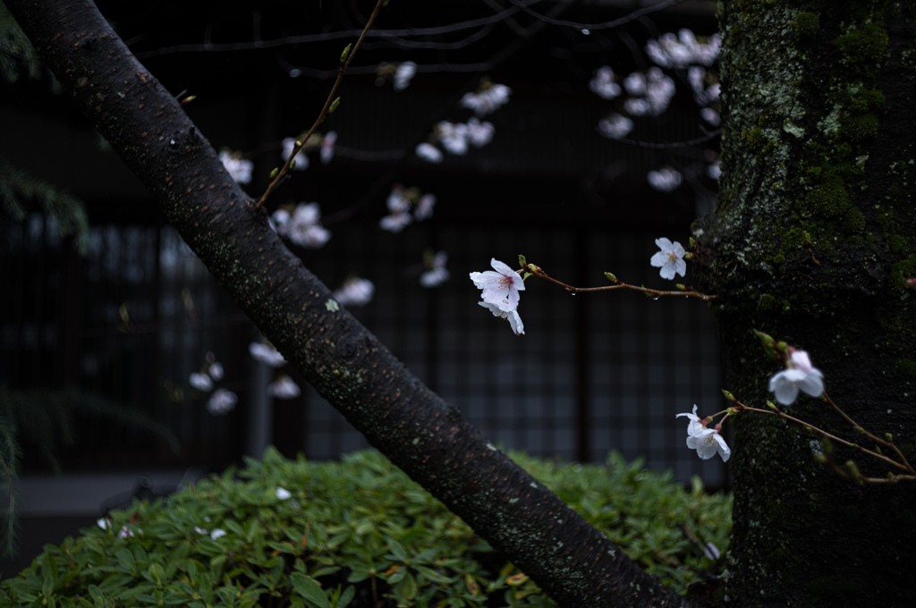 小さなお寺の春満開　4