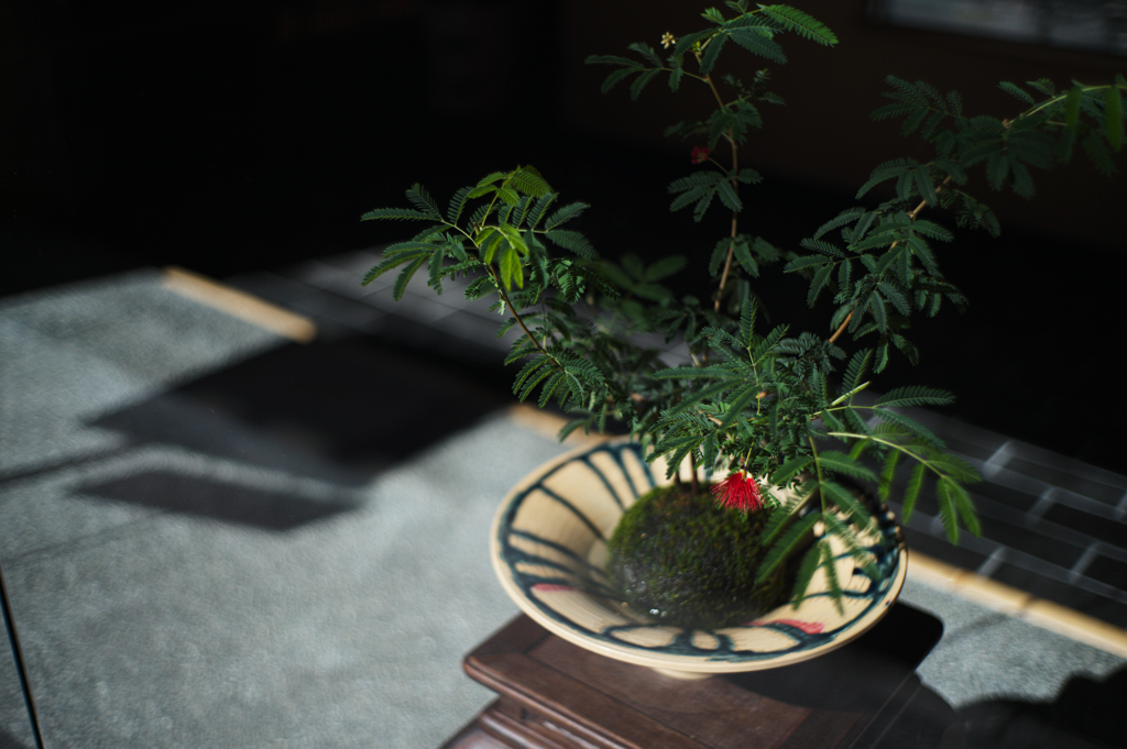 赤い花