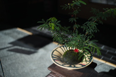赤い花