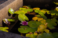 京都蹴上散策　8