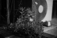 黄色の花