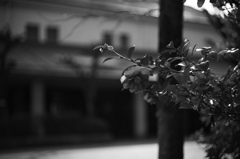 椿