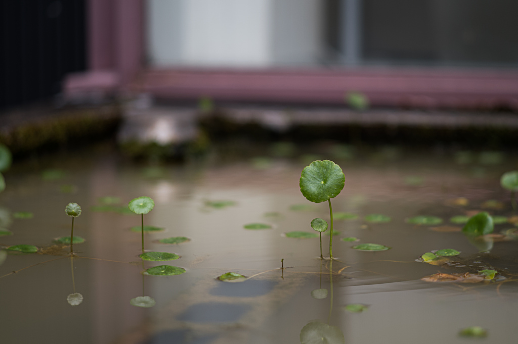 水の中からこんにちは