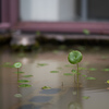 水の中からこんにちは