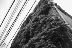 オールドレンズでお散歩　25