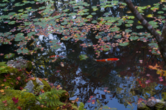 京都天授庵　紅葉と鯉2