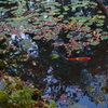 京都天授庵　紅葉と鯉2