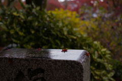 京都天龍寺　紅葉1