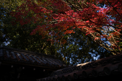 京都金地院　紅葉5