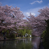 川辺桜
