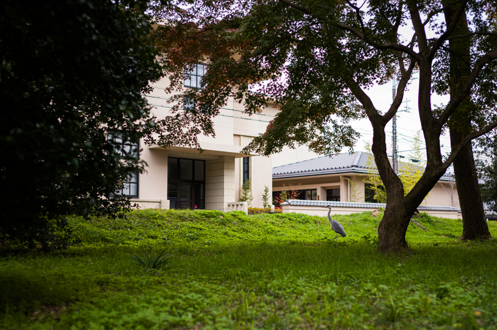 草むらの青サギ