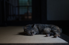 河井寬次郎記念館　オネムネコ