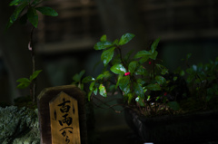 京都祇王寺　11